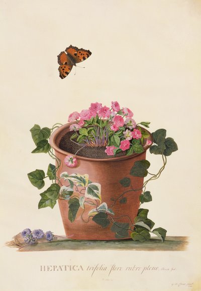 Hepatica trifolia (Nobilis), 1745 de Georg Dionysius Ehret
