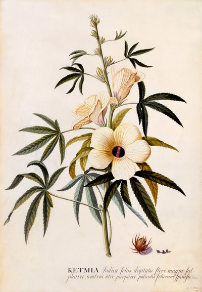 Ketmia de "Georg Dionysius Ehret