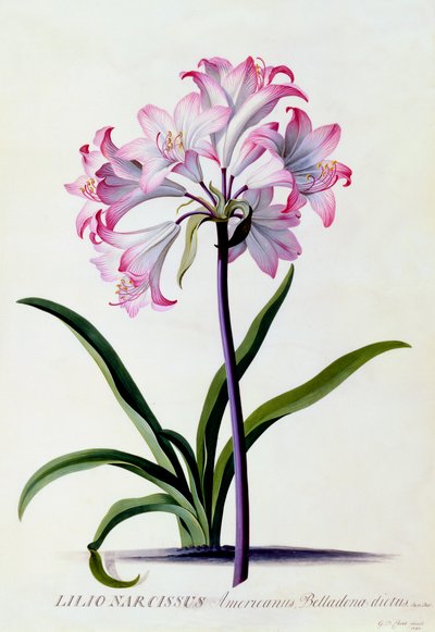 Lilio Narciso, c. 1744 grabado coloreado a mano de "Georg Dionysius Ehret