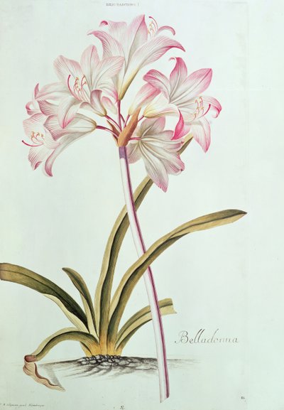 Lirio: Lilium belladonna, (pl.12) de Trew
