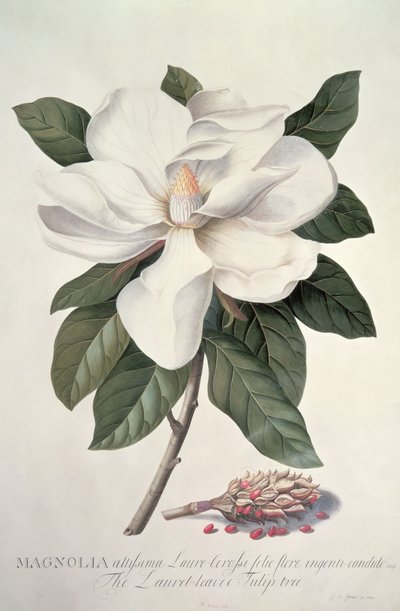 Magnolia de Georg Dionysius Ehret