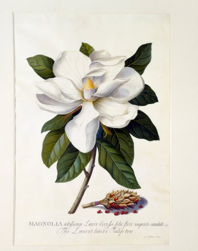 Magnolia Grandiflora, c. 1743 grabado coloreado a mano de "Georg Dionysius Ehret