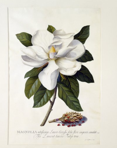 Magnolia grandiflora, c.1743 de Georg Dionysius Ehret