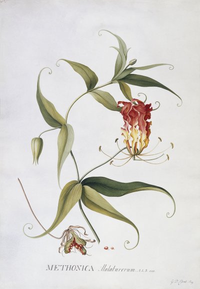 Methonica de Georg Dionysius Ehret
