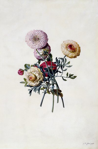 Ranúnculos mixtos, c.1743 de Georg Dionysius Ehret