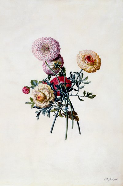 Ranúnculos mixtos, c. 1743 grabado coloreado a mano de "Georg Dionysius Ehret