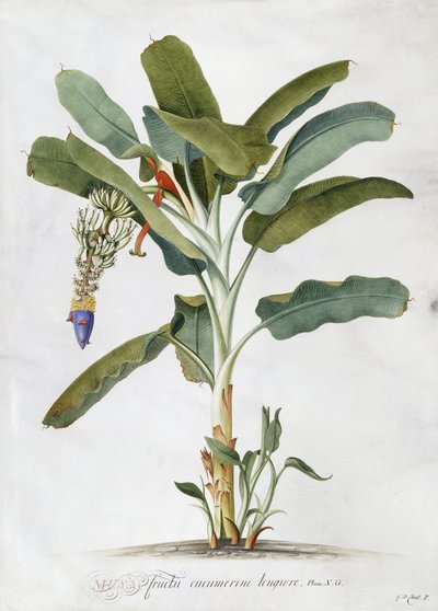 Musa de Georg Dionysius Ehret