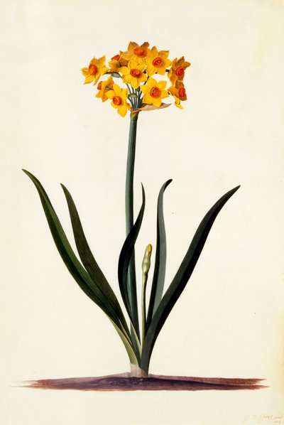 Narciso, c. 1745 (grabado coloreado a mano) de "Georg Dionysius Ehret