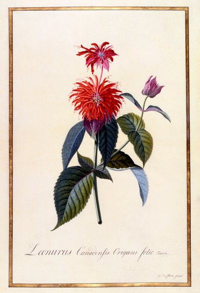 Planta de té de Oswego, c. 1740 grabado coloreado a mano de "Georg Dionysius Ehret