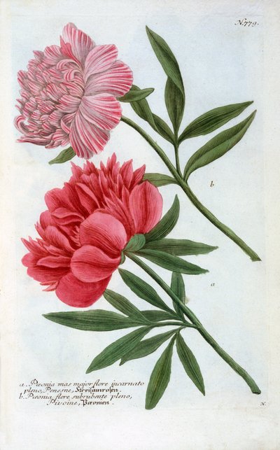 Peonía de "Georg Dionysius Ehret