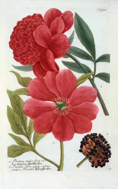 Paeonia, grabado coloreado a mano de "Georg Dionysius Ehret