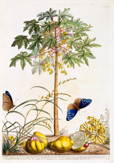 Papaya, c. 1748 grabado coloreado a mano de "Georg Dionysius Ehret