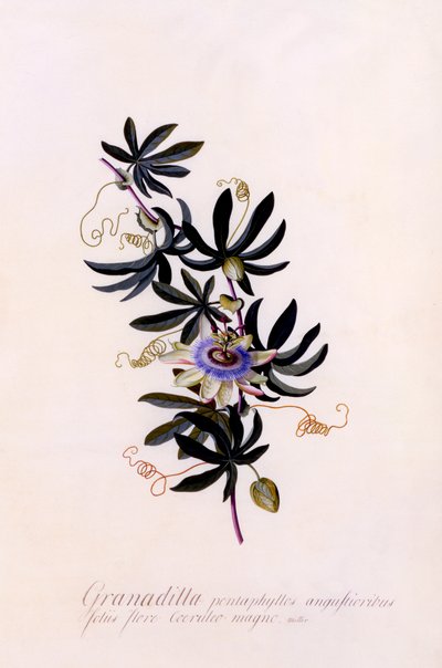 Passiflora Granadilla de "Georg Dionysius Ehret