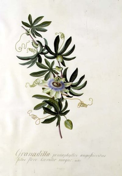 Flor de la pasión de Georg Dionysius Ehret