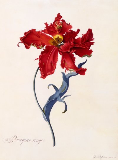 Perroquet Rouge, c. 1744 grabado coloreado a mano de "Georg Dionysius Ehret