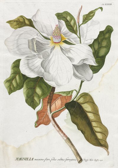 Plantae Selectae: No. 33 - Magnolia de Georg Dionysius Ehret