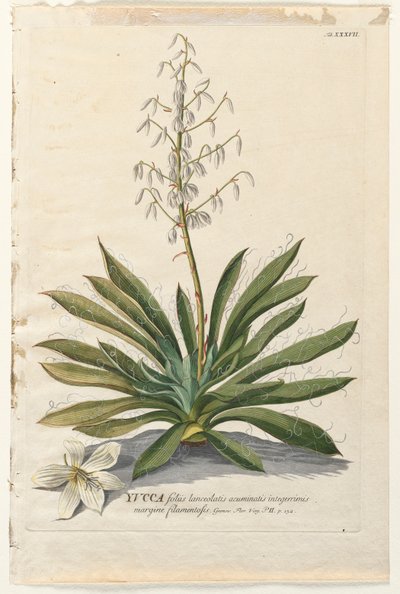 Plantae Selectae: No. 37 - Yucca de Georg Dionysius Ehret