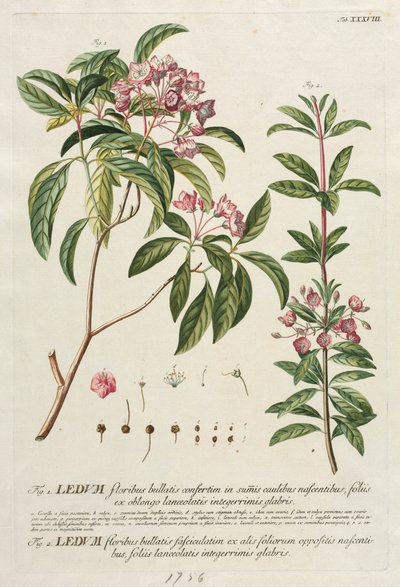 Plantae Selectae: No. 38 de Georg Dionysius Ehret