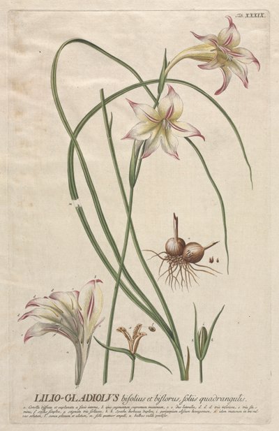 Plantae Selectae: No. 39 - Lilio-Gladiolus de Georg Dionysius Ehret