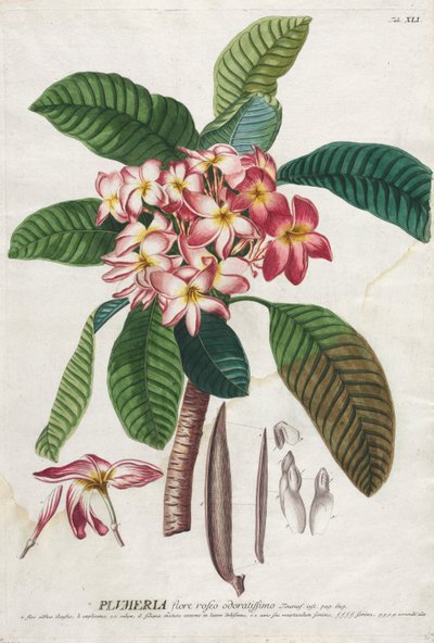 Plantae Selectae: No. 41 de Georg Dionysius Ehret
