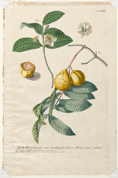 Plantae Selectae: No. 43 - Guaiaba de Georg Dionysius Ehret