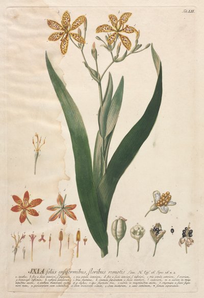 Plantae Selectae: No. 52 - Ixia de Georg Dionysius Ehret