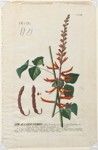 Plantae Selectae: No. 58 - Corallodendron de Georg Dionysius Ehret