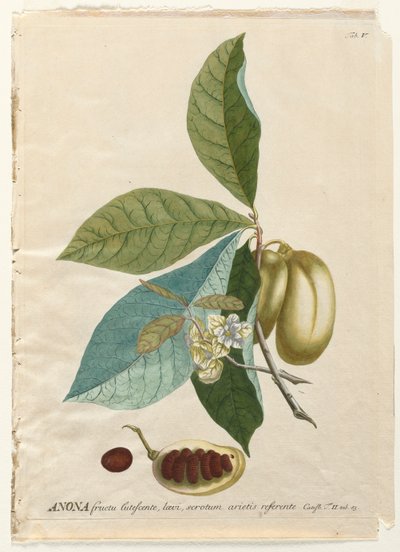 Plantae Selectae: No. 5 - Anona de Georg Dionysius Ehret