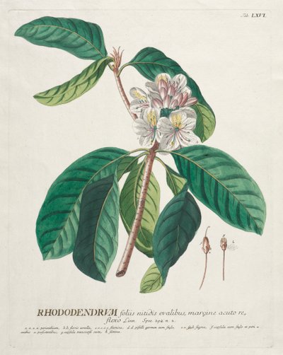 Plantae Selectae: No. 66 - Rododendro de Georg Dionysius Ehret