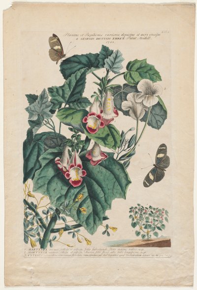 Plantae et Papiliones rariores: Martynia de Georg Dionysius Ehret