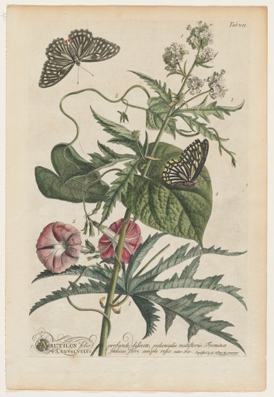 Plantae et papiliones rariores: No. 7, 1748 de Georg Dionysius Ehret