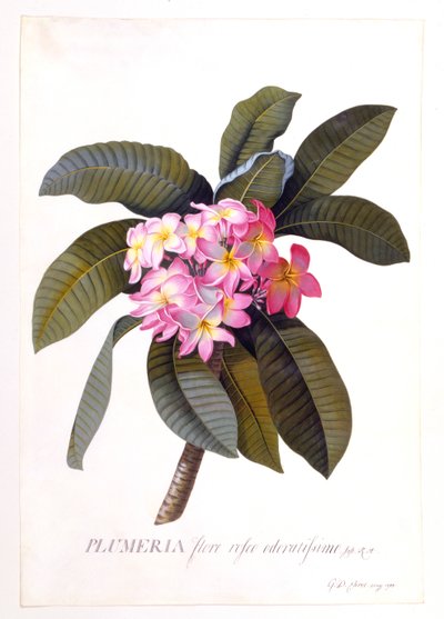 Plumeria, c. 1744 grabado coloreado a mano de "Georg Dionysius Ehret