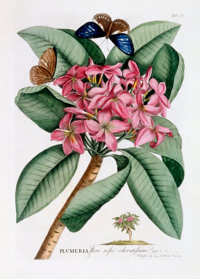 Plumeria, c. 1749 grabado coloreado a mano de "Georg Dionysius Ehret