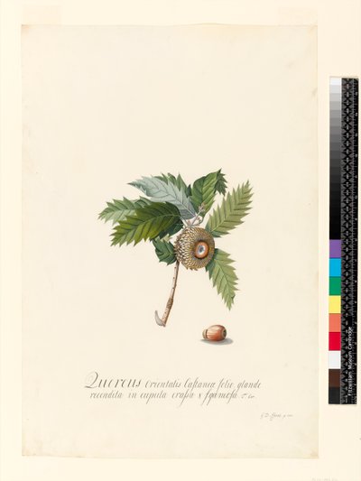 Quercus Orientalis, 1742 de Georg Dionysius Ehret