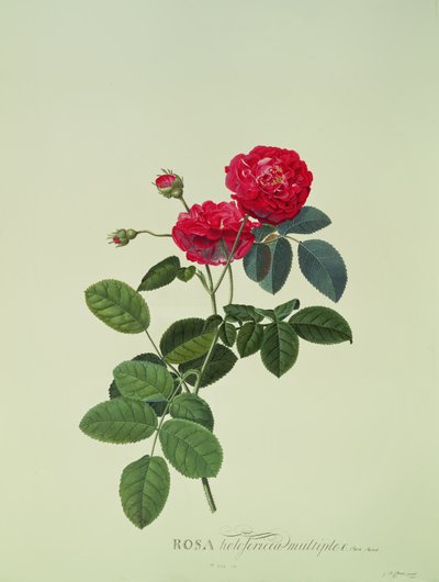 Rosa: Holoferica multiplex (Park Parade) de Georg Dionysius Ehret