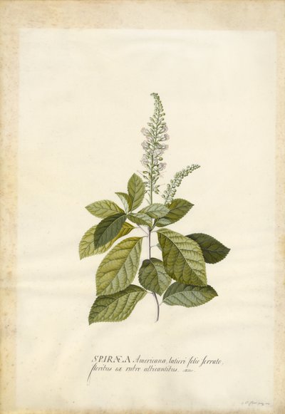 Spiraea de Georg Dionysius Ehret