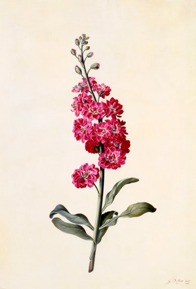 Stock Matthiola Incana, c. 1746 de "Georg Dionysius Ehret