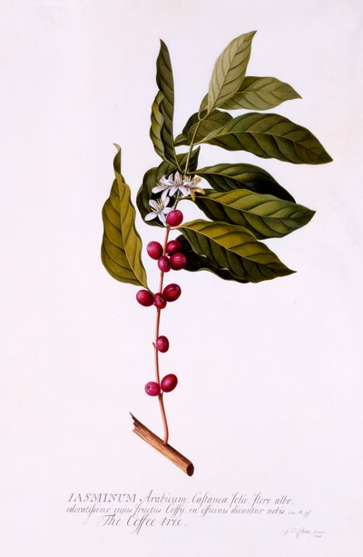 El árbol del café, c. 1743 grabado coloreado a mano de "Georg Dionysius Ehret