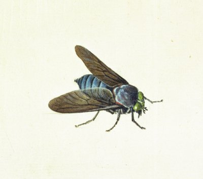 El tábano, siglo XVIII de Georg Dionysius Ehret