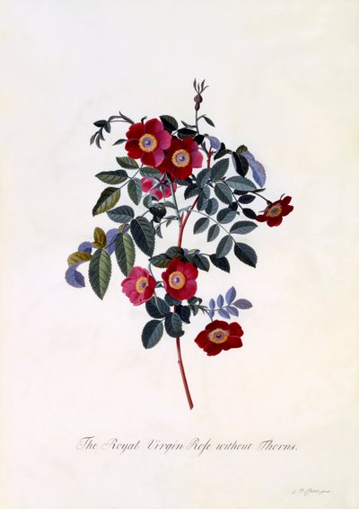 La Rosa Virgen Real sin Espinas, c. 1745 grabado coloreado a mano de "Georg Dionysius Ehret