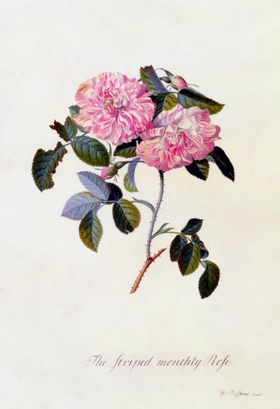 La Rosa Mensual Rayada, c. 1745 grabado coloreado a mano de "Georg Dionysius Ehret