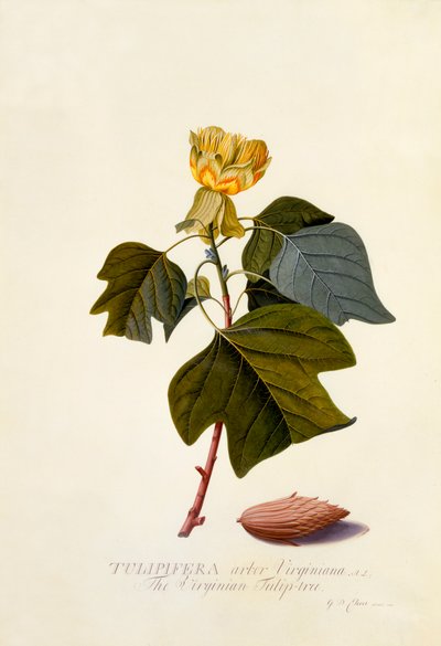 El árbol de tulipán de Virginia, c. 1743 grabado coloreado a mano de "Georg Dionysius Ehret