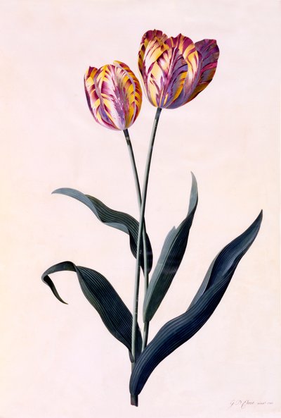 Tulipán, c. 1744 grabado coloreado a mano de "Georg Dionysius Ehret
