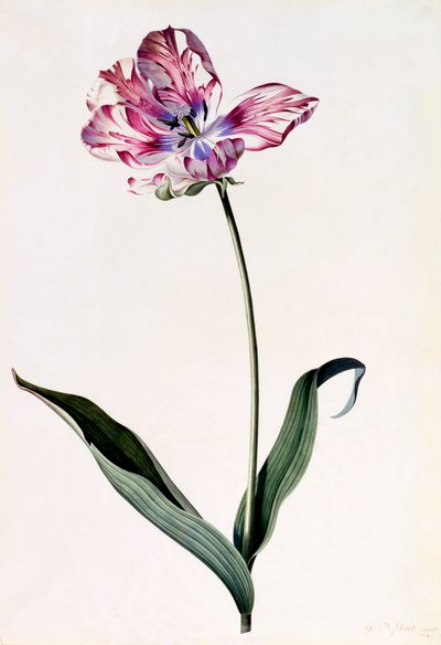 Tulipán, c. 1745 grabado coloreado a mano de "Georg Dionysius Ehret