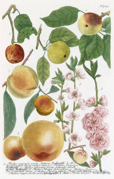 Varias Manzanas de Georg Dionysius Ehret