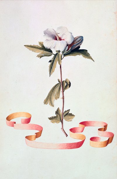 Hibisco blanco de Georg Dionysius Ehret