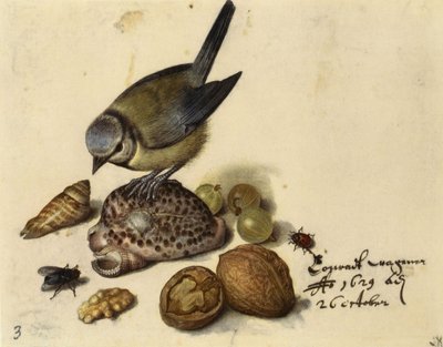 Naturaleza muerta con herrerillo, conchas, frutas e insectos, 1629 de Georg Flegel