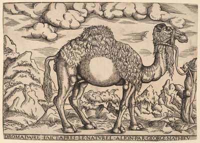 Un Dromedario de Georg Mattheus