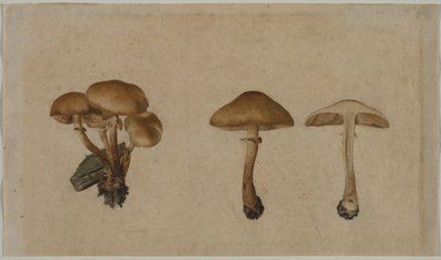 Hongos de Georg Wilhelm Baurenfeind