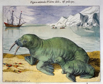 Representación de una morsa, animal polar. Grabado del Atlas de Braun & Hogenberg, Ámsterdam 1590 de Georg Braun and Hogenberg Franz